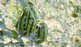 网红大瓜排行 今日吃瓜,揭秘娱乐圈最新热点事件